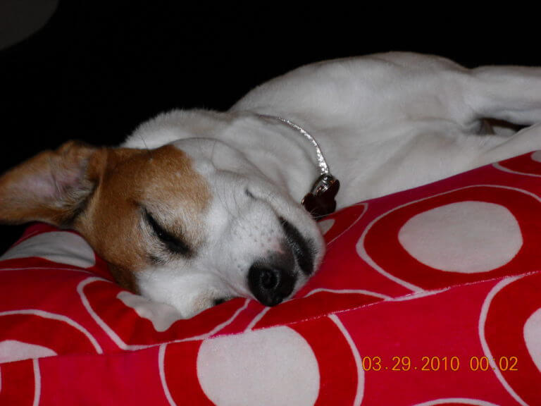 A photo of a sleeping dog